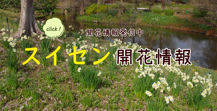 スイセン開花情報