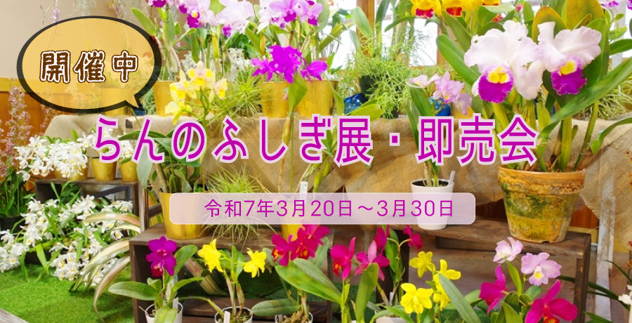 らんのふしぎ展