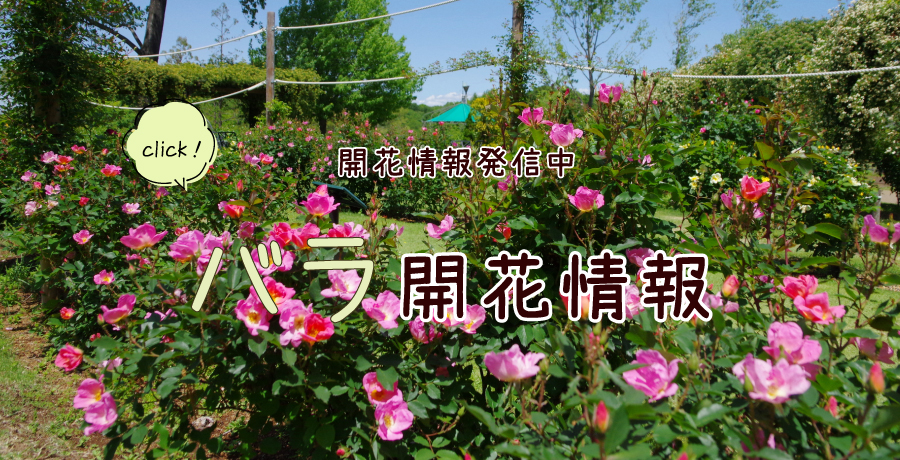 バラ開花情報