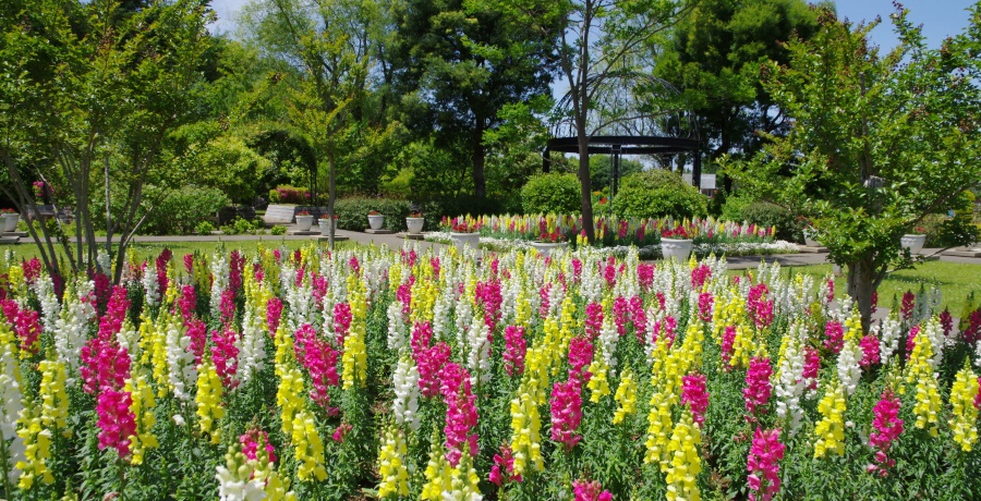 花の城