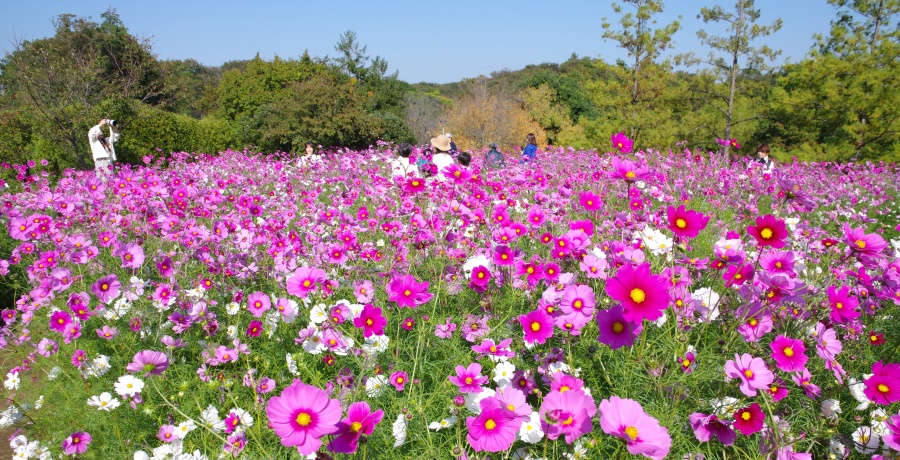 コスモスめいろ