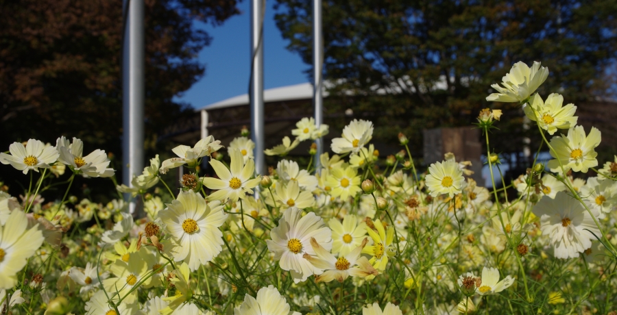 イベントドーム前