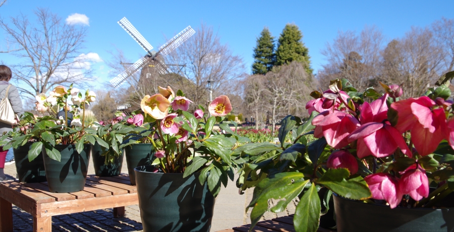 クリスマスローズ