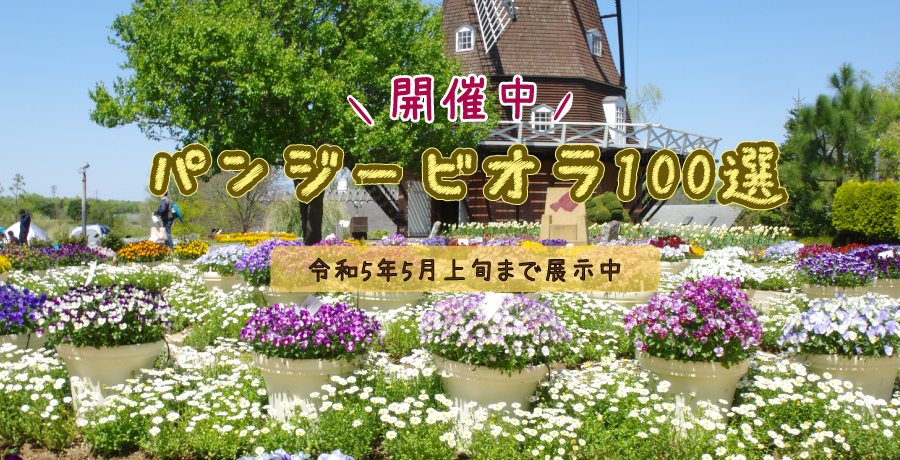 パンジー・ビオラ100選