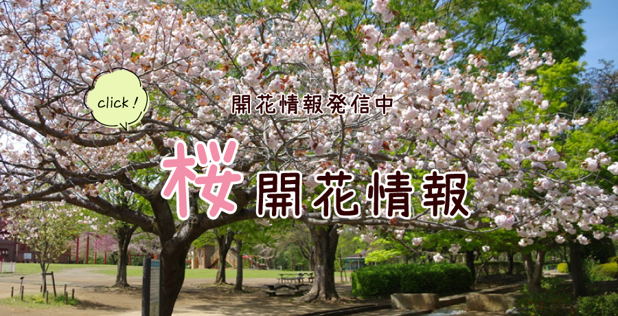 桜開花情報