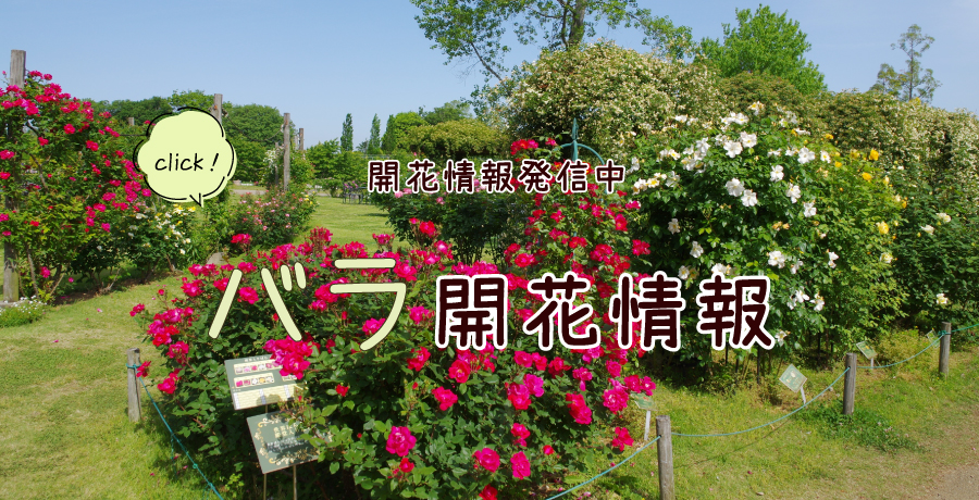 バラ開花情報
