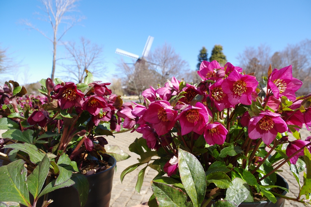 イベント情報 21年12月 ふなばしアンデルセン公園