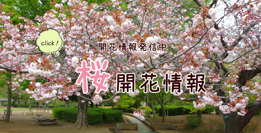 桜開花情報