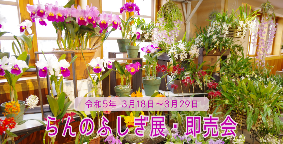 らんのふしぎ展