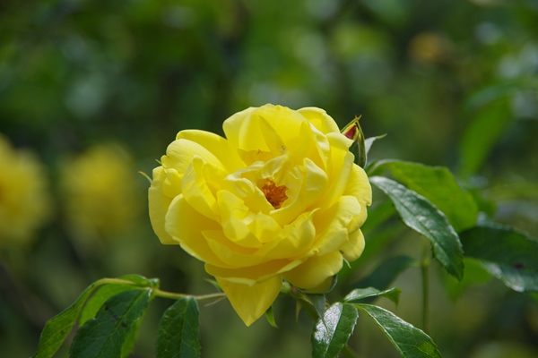 黄色いバラの画像