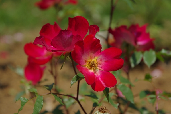赤い一重のバラのの画像