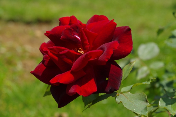 濃い赤色のバラの画像