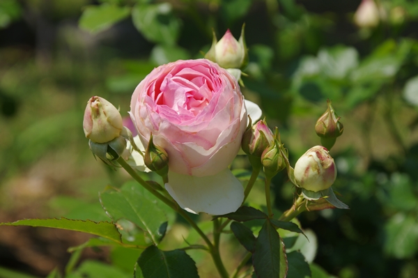 淡いピンク色のバラの画像