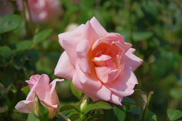 ピンク色のバラの画像