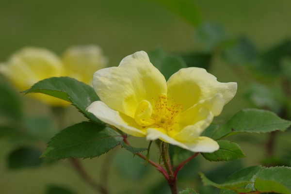 淡い黄色のバラの画像
