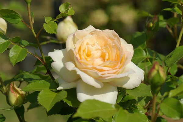 淡いクリーム色のバラの画像