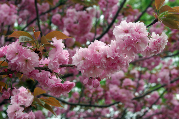 桜の咲いている写真