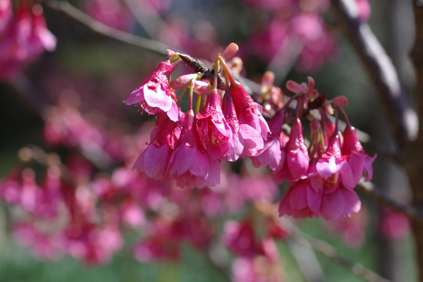 桜の咲いている写真