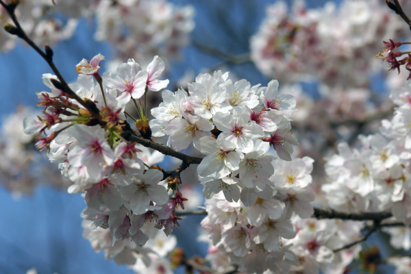 桜の咲いている写真