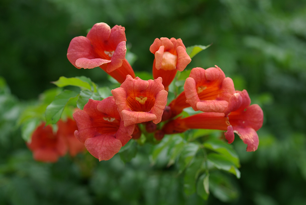 花弁の先が外側に丸く折れて咲いている赤い花の画像