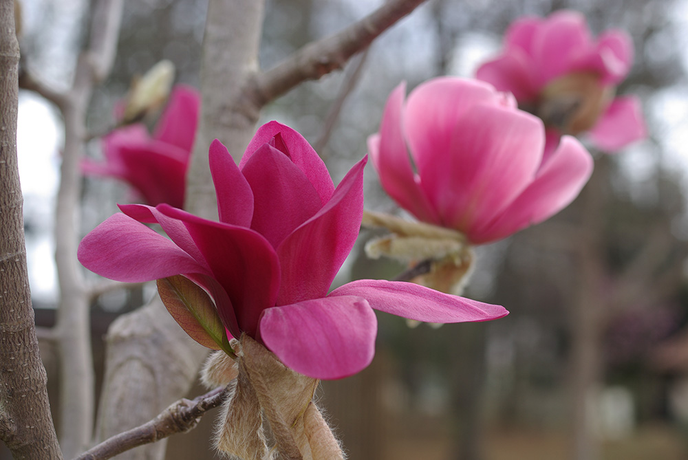 濃いピンク色の花が咲いている画像