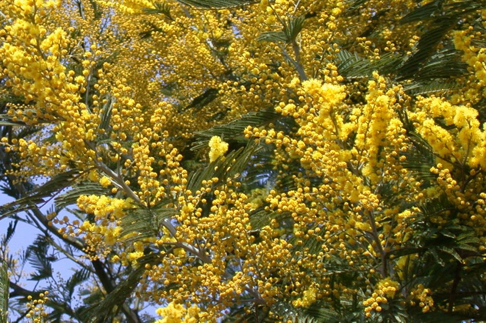 黄色の小花が集まって咲いている画像