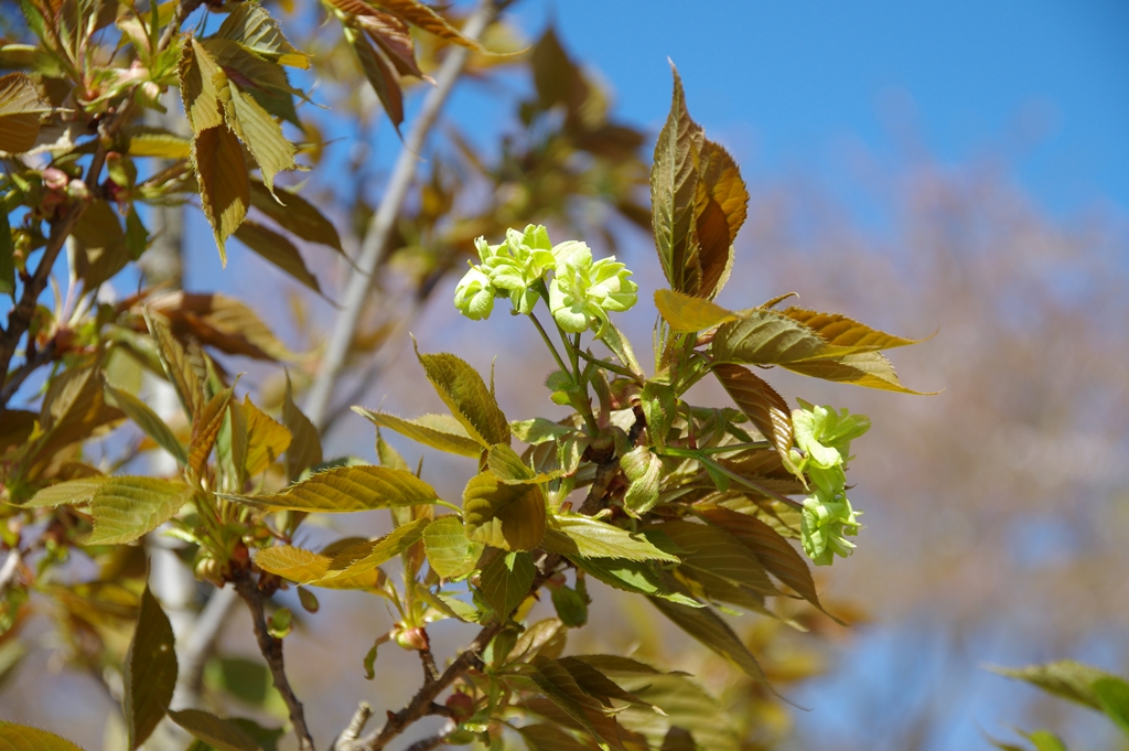 黄緑色の花が咲いている画像