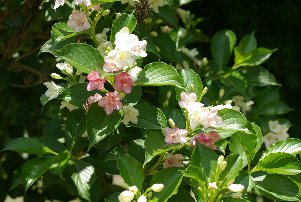 白からピンク色の花が咲いている画像
