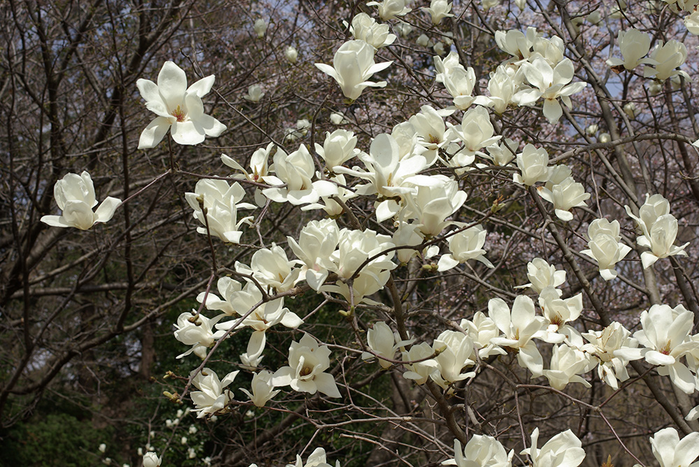 白い花が咲いている画像