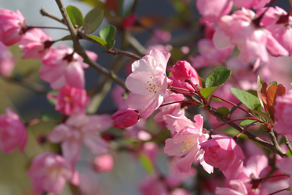 ピンク色の花が咲いている画像