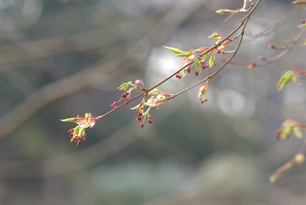 枝先にほそぼそと赤い花がついている画像