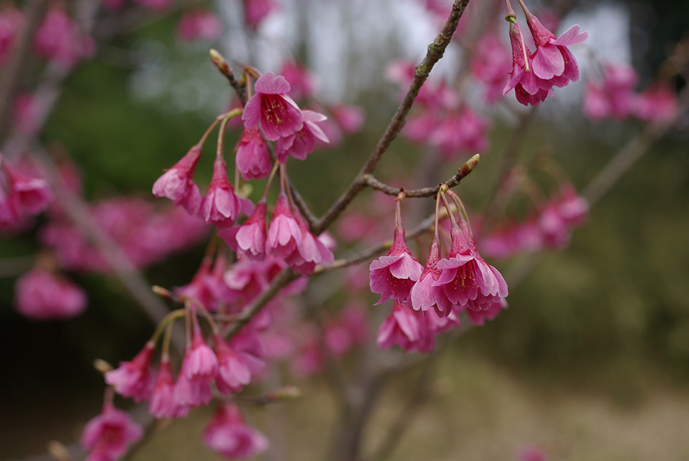 枝先から濃いピンクの花が下向きにぶら下がって咲いている画像