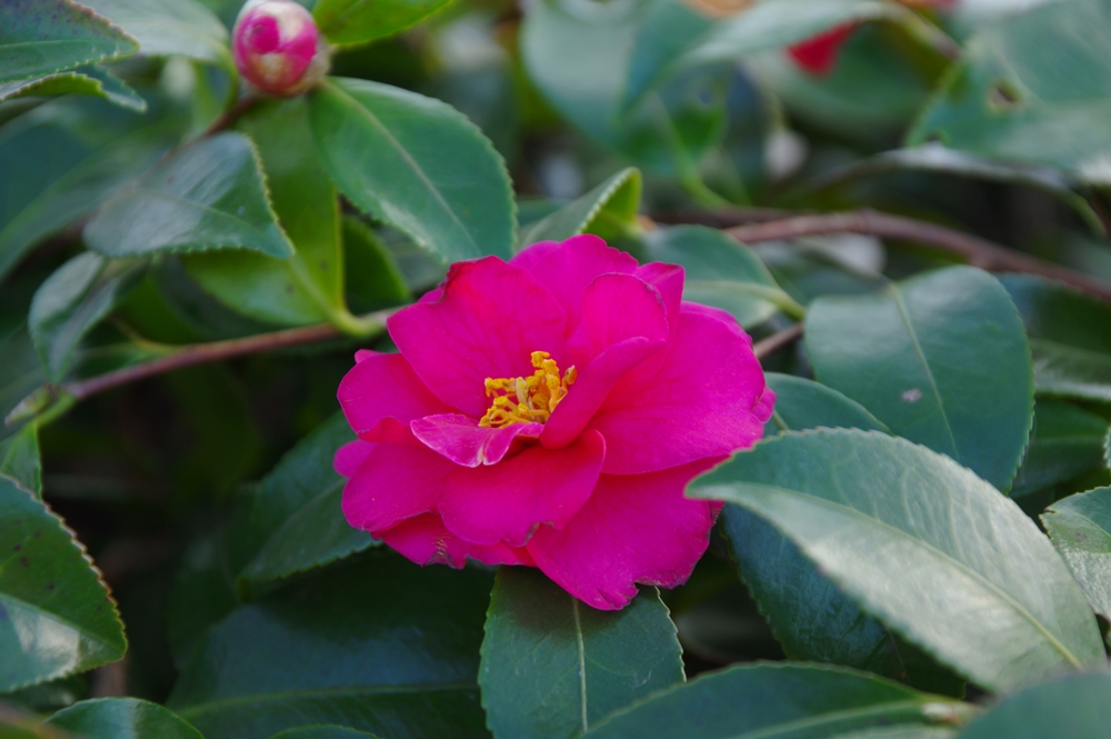 濃いピンク色の花が咲いている画像