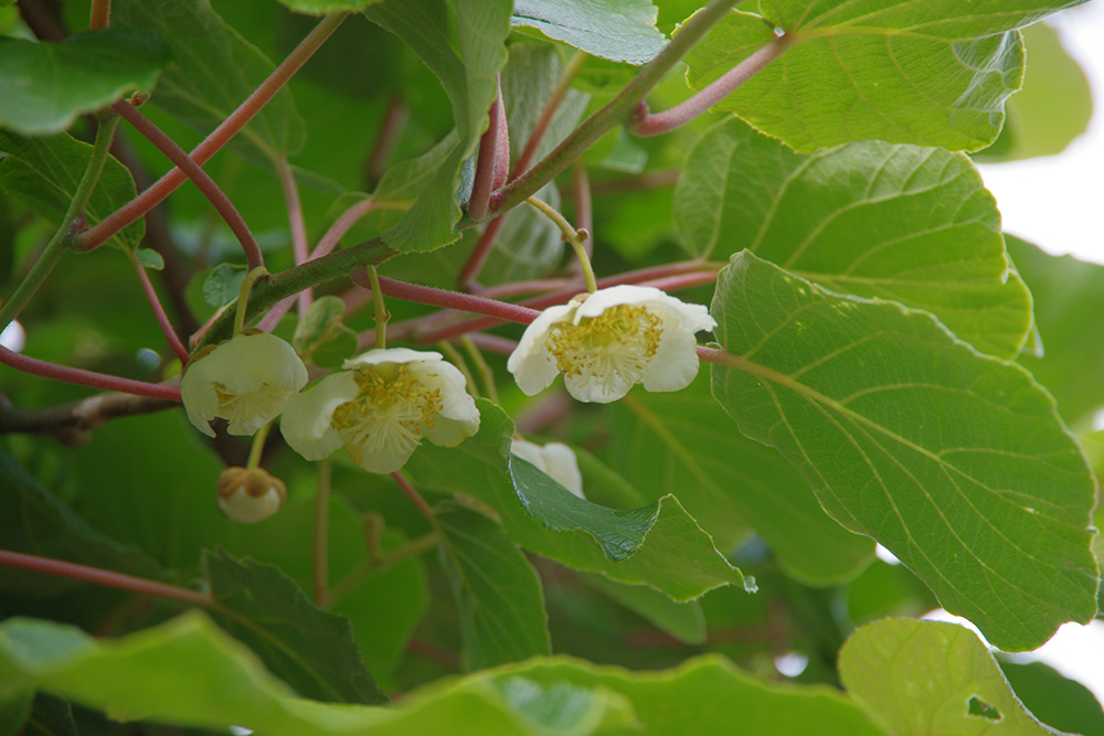 白い花が咲いている画像