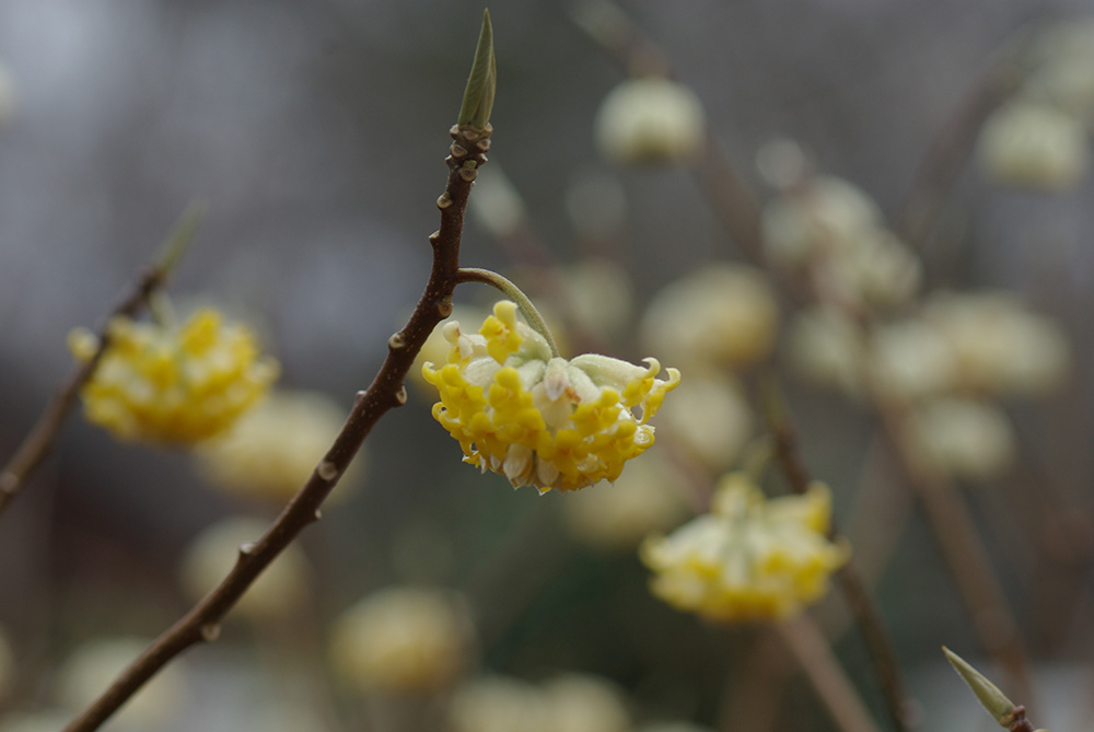 黄色の釣り鐘状の小花が集まって咲いている画像
