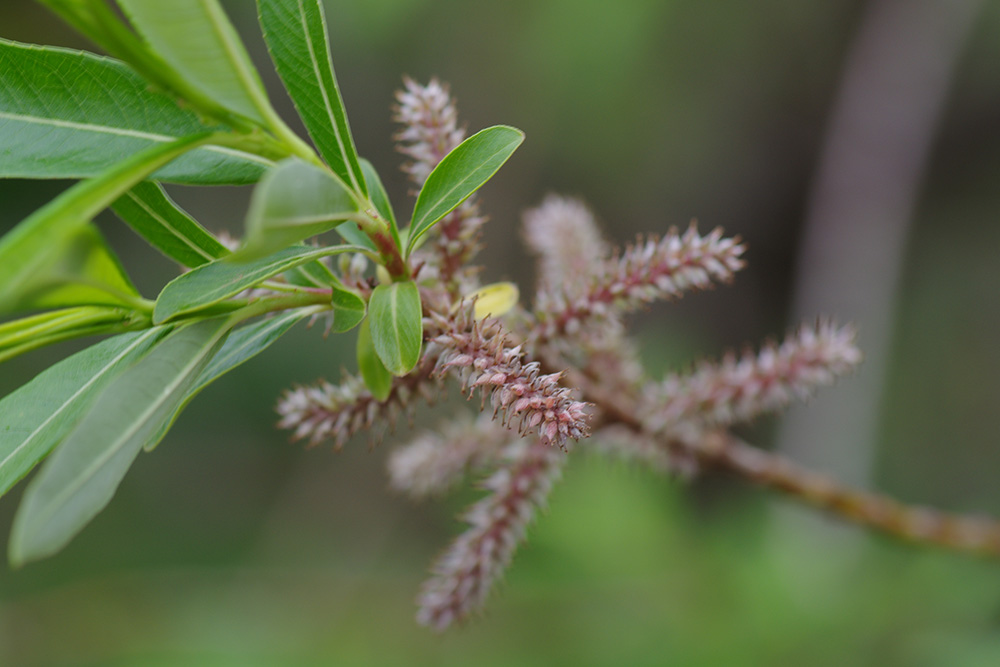 開花が終わり、赤茶色の子房が膨らみ始めた画像