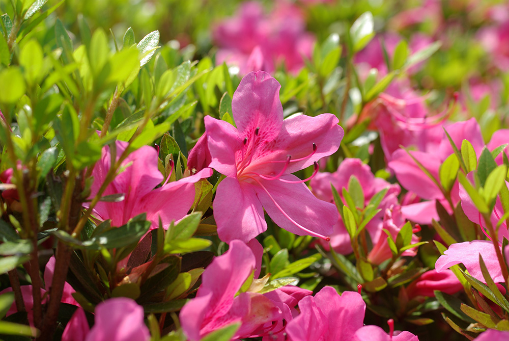 濃いピンク色の花が咲いている画像