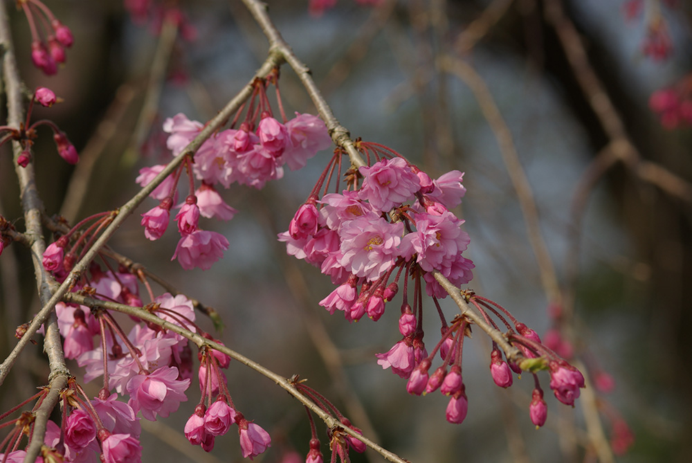 下向きにピンク色の花が咲いている画像