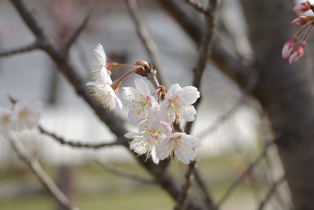 白い花が咲いている画像