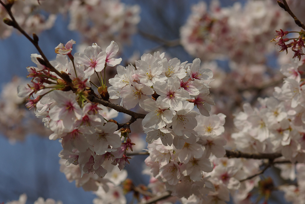 うすピンク色の花が咲いている画像