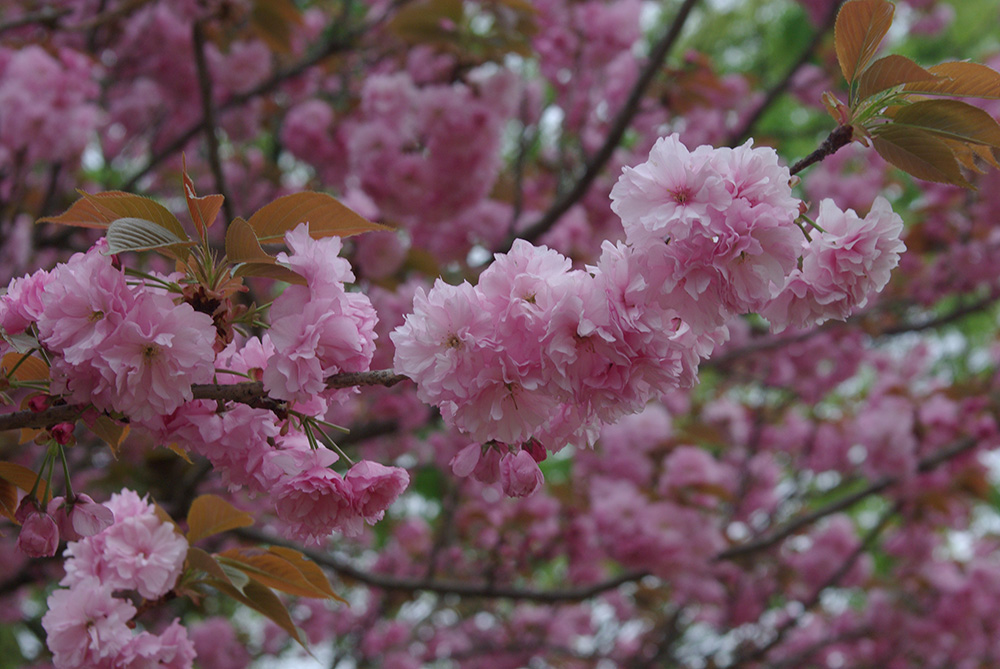 ピンク色の花が咲いている画像