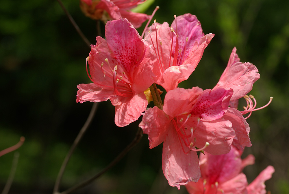 朱色の花が咲いている画像