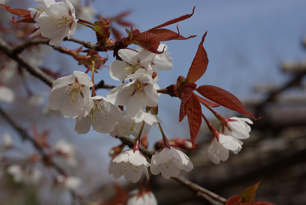 ひらりとしたピンク色の花が咲いている画像