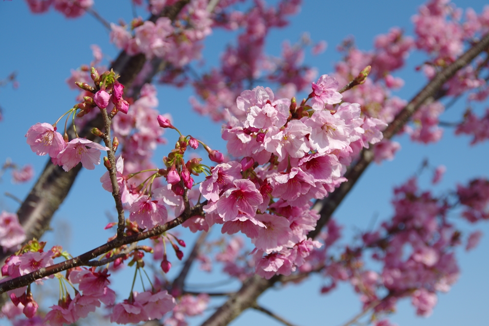 ピンクの花が写っている画像