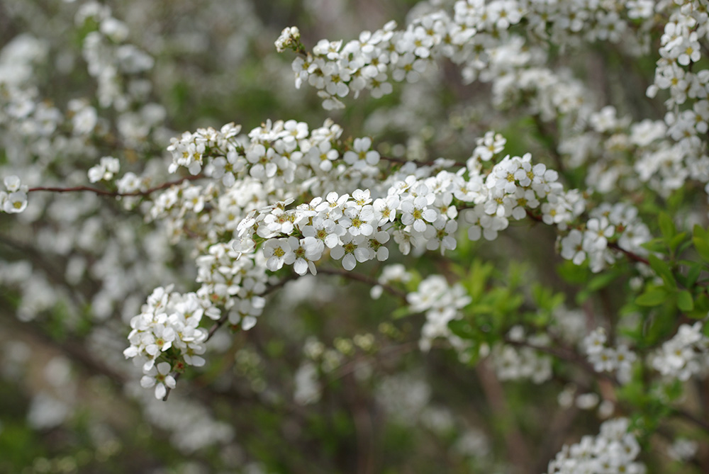 白い小花が集まって咲いている画像