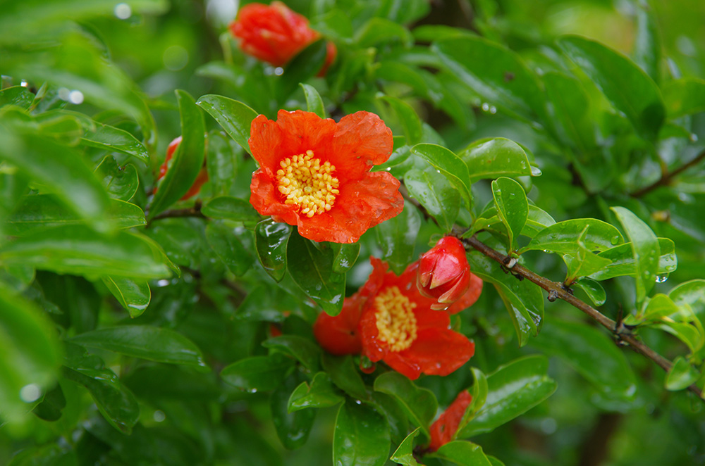 黄色の小さな雄しべ、雌しべを囲むようにひらひらとした朱色の花びらで咲いている画像