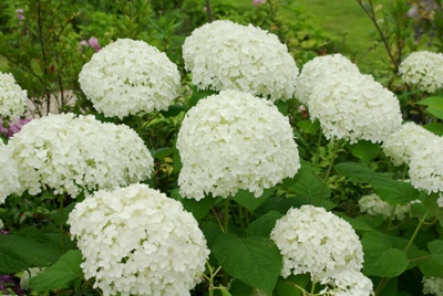 白い小花が無数に集まり大きな球体で咲いている画像