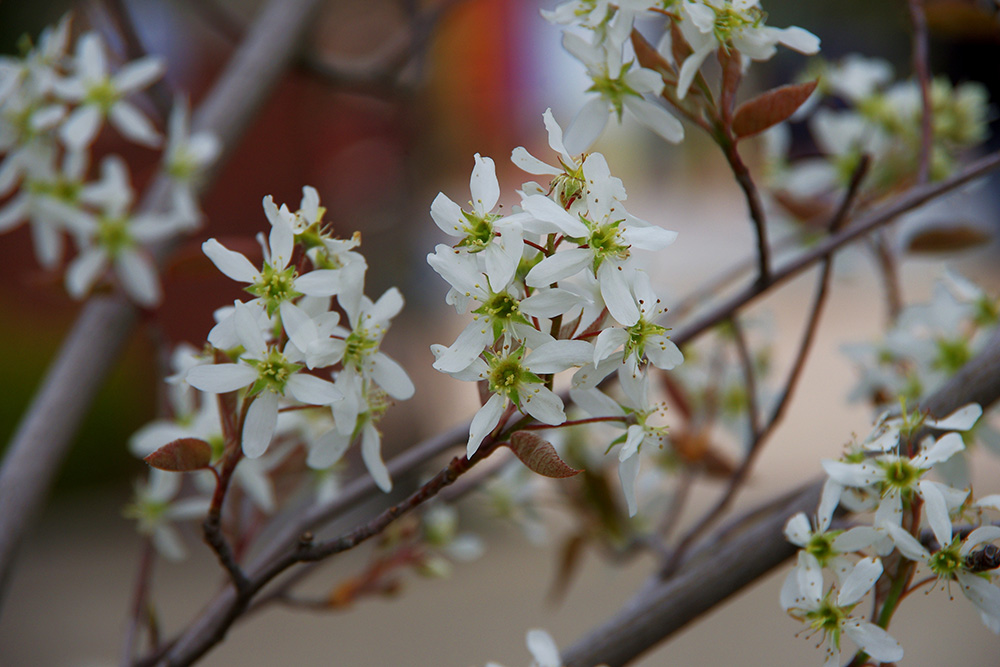 しぼんだ白い５枚の花弁で咲いている画像