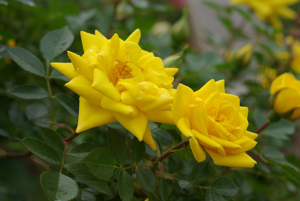 花弁が外に丸まって咲いている画像