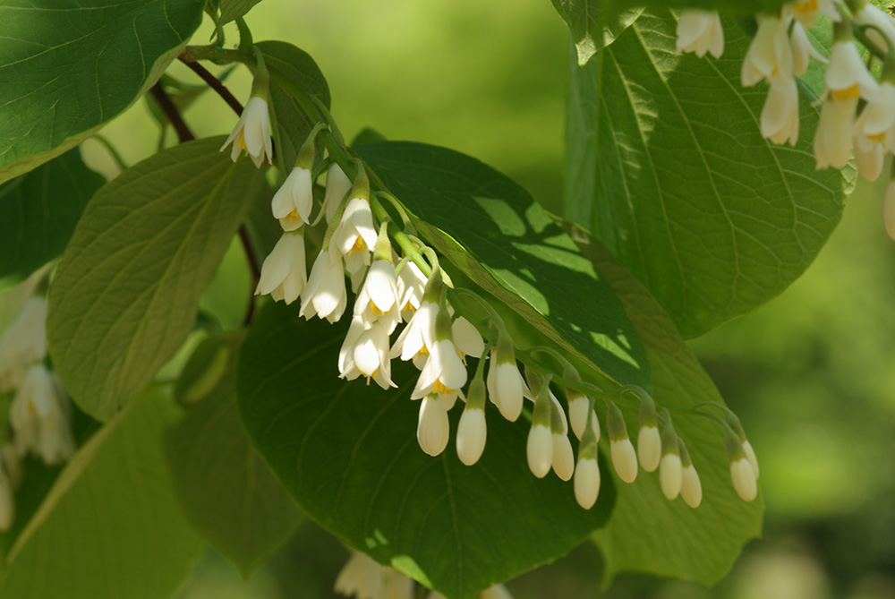 ハクウンボク 樹木図鑑 公益財団法人船橋市公園協会